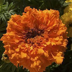 tagetes naranja