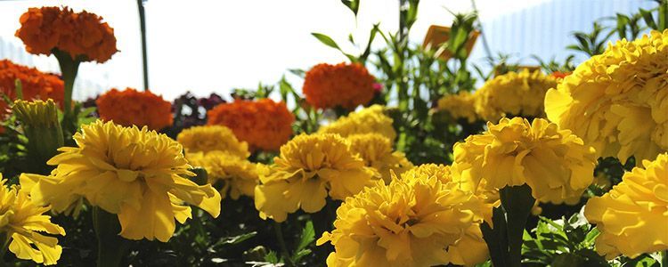 tagetes patula