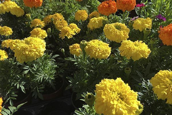 tagetes