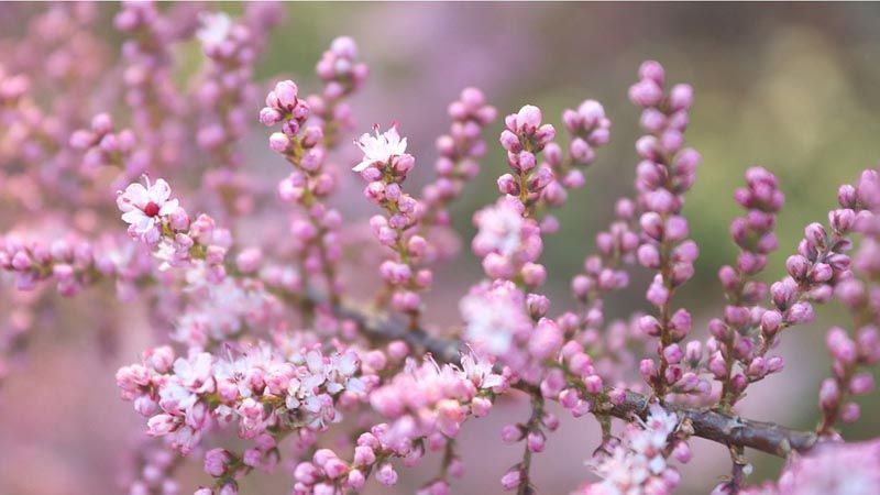 flor de tamarix gallica