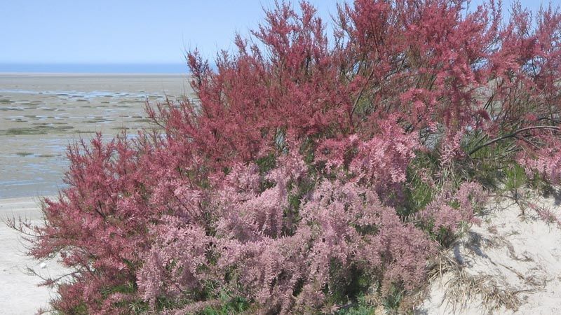 arbol de tamarix gallica