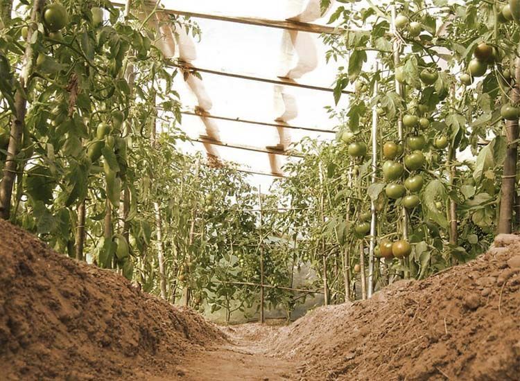 Tomate en invernadero