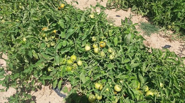 Producción de frutos en tomate de industria