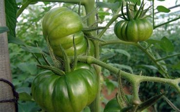 tomate raf tomate raf y la forma típica del fruto