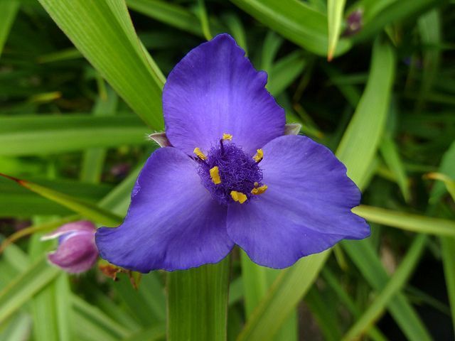 tradescantia virginiana