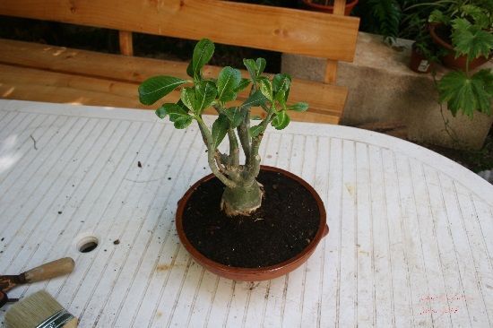 trasplante Adenium obesum trasplante Adenium obesum