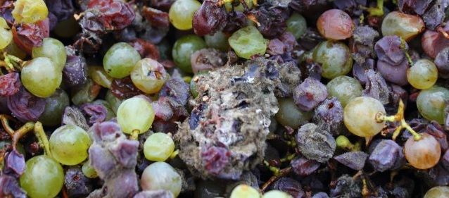 tratamientos en vid contra botrytis