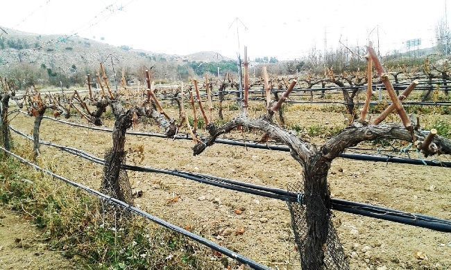 tratamientos en viña en invierno
