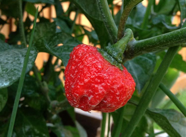 chile trinidad moruga scorpion