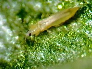 trips plagas y enfermedades del tomate