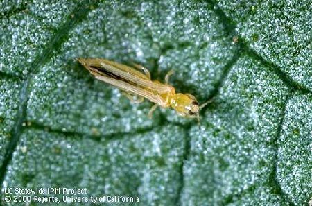 trips Frankliniella occidentalis