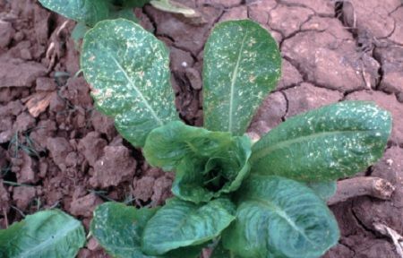 trips en lechuga