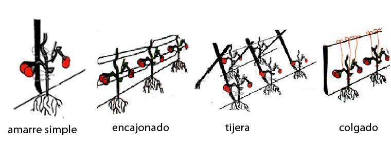 tutorado del tomate cultivo de tomates
