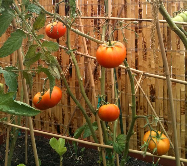 cultivo del tomate cultivo del tomate