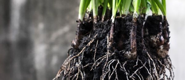 uso de trichodermas en agricultura