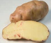variedad fina de gredos variedades de patatas