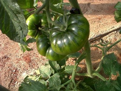 variedades de tomate raf y negro variedades de tomate raf y negro