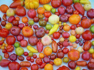 tomate Variedades de tomates