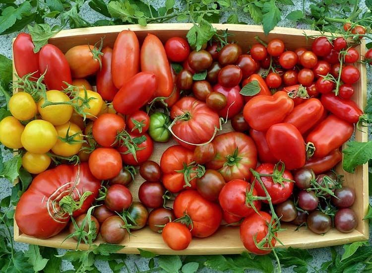 variedades de tomate