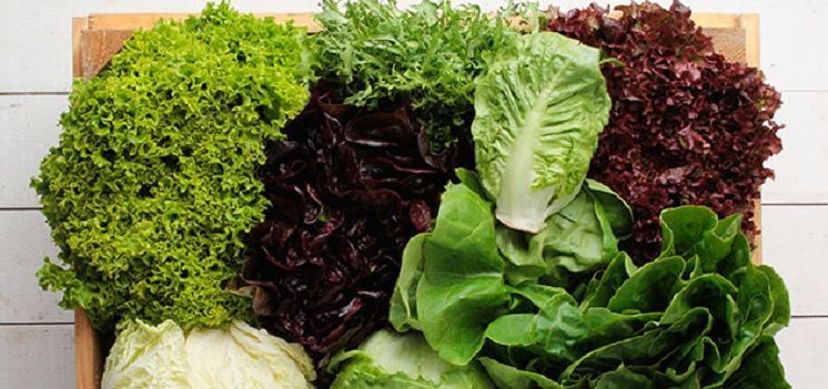 variedades y tipos de lechuga