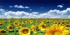 verano verano en el jardín. Paisaje con girasoles