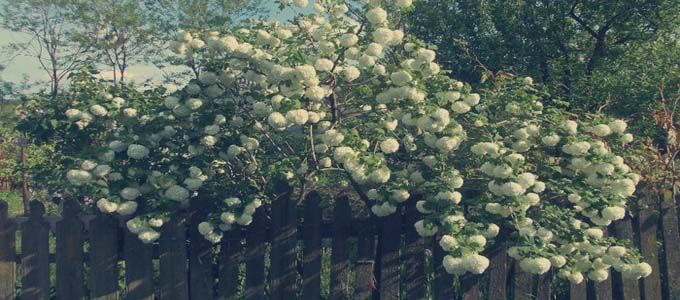 viburnum opulus como arbusto