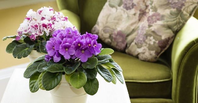 violeta africana plantas de interior con flor