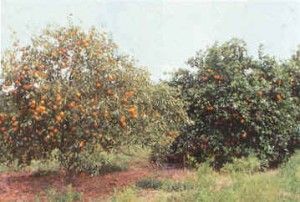 virus de la tristeza enfermedades de las plantas