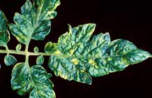 virus del mosaico del tomate enfermedades de las plantas