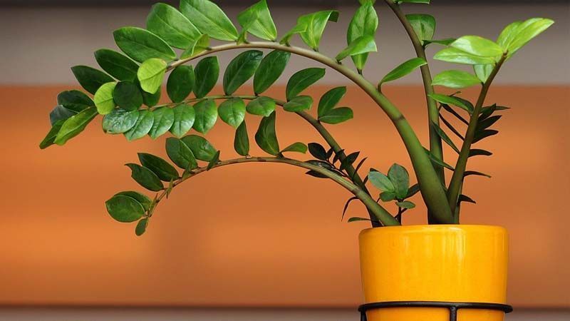 Zamioculcas zamiifolia