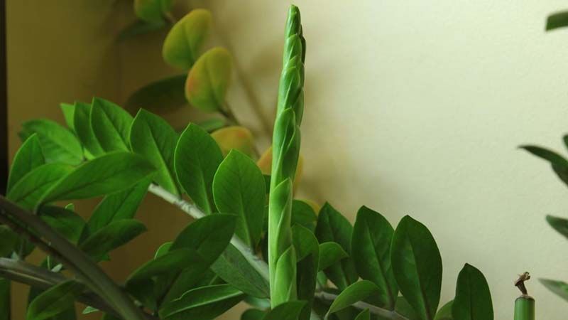 zz plant