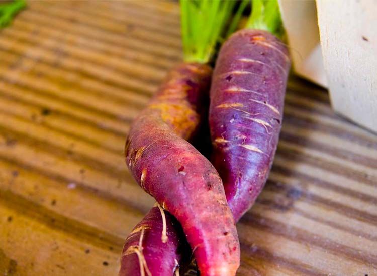 zanahoria morada