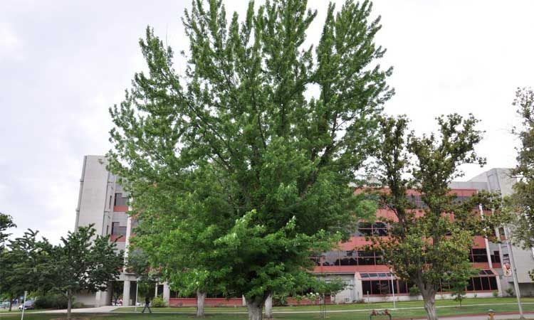 Árbol Acer saccharinum