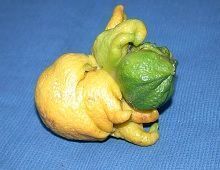 Aspecto limón atacado por ácaro de las maravillas
