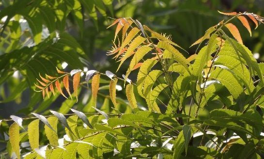 árbol del aceite de neem