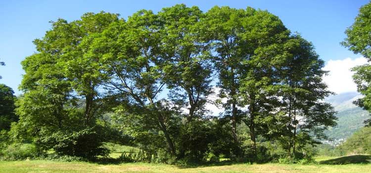 árbol fresno